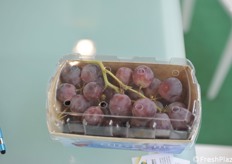 Vaschetta con materiale compostabile