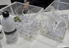 Insetti utili allevati da Bioplanet