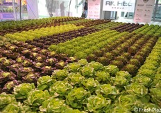 Lattuga in idroponica a marchio Ninfa