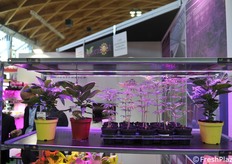 Esempi di luce utilizzabili per l'accrescimento delle colture