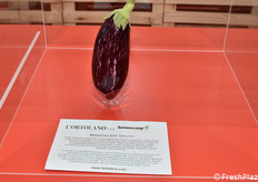 La melanzana striata SAT 18113 F1 proposta da L'Ortolano S.r.l. che, rispetto alle altre varietà di questa tipologia, si adatta molto bene non solo al ciclo primaverile estivo, ma anche a quello invernale grazie all’ottima resistenza alle basse temperature