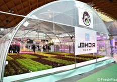 Dimostrazione di coltivazione idroponica di lattuga da Ninfa