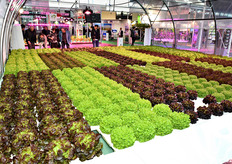 Dimostrazione di coltivazione idroponica di lattuga da Ninfa