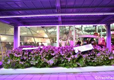 Alcune soluzioni proposte da Idromeccanica Lucchini