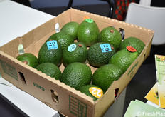 Avocado nello stand del Kenya