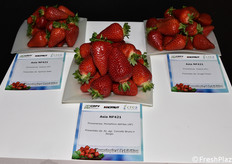 Varietà di fragole esposte nella mostra pomologica 