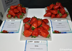 Varietà di fragole esposte nella mostra pomologica 