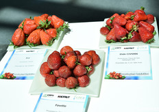 Varietà di fragole esposte nella mostra pomologica 