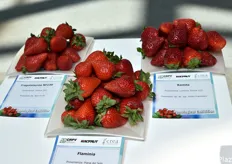 Varietà di fragole esposte nella mostra pomologica