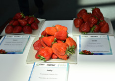 Varietà di fragole esposte nella mostra pomologica