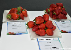 Varietà di fragole esposte nella mostra pomologica