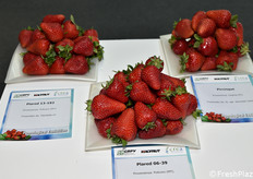 Varietà di fragole esposte nella mostra pomologica