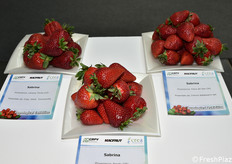 Varietà di fragole esposte nella mostra pomologica