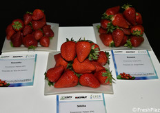 Varietà di fragole esposte nella mostra pomologica