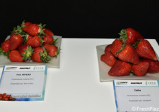 Varietà di fragole esposte nella mostra pomologica