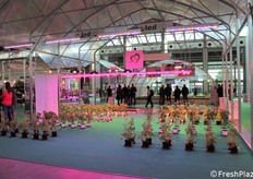 Esempi di serre con luci a Led specifiche.