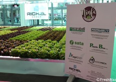 Diverse tipologie di lattuga coltivate con floating system. 