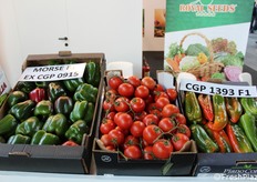 Cultivar di peperoni e pomodori Royal Seeds.