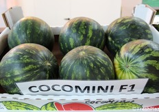 Cocomini F1, varietà di anguria della categoria "mini" con polpa rossa, pianta dall'ottimo vigore, capace di assicurare ottime performance produttive. Firmata Royal Seeds.