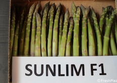 Sunlim F1 (Limgroup) si caratterizza per la produzione precoce con rese estremamente elevate e dalla qualità eccellente.