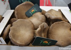 Funghi Cardoncello, punto di forza della Op TOC, che viene prodotto tutto l'anno dall'azienda agricola lucana Sole.