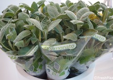 Dettaglio dei vasetti di erbe aromatiche