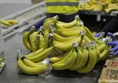 Le banane biologiche vengono protette nell'area di taglio in modo da non sviluppare malattie funginee