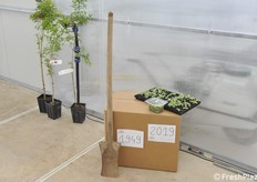 1949, tutto è iniziato con questa vanga...