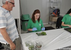  Fase di separazione delle prime plantule moltiplicate in vitro