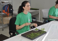 Seconda fase di trapianto