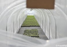 Fase di ambientamento ad elevata umidità relativa in microtunnel in serra