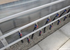 Mandate di irrigazione