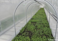 Fase di acclimatamento nel minitunnel