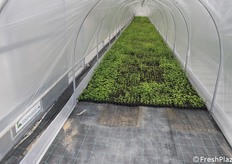 Particolare di piante nel minitunnel