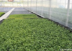 Altra serra di ambientamento