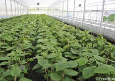 Piante di kiwi già sviluppate