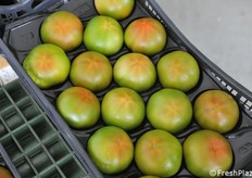 Pomodoro insalataro Africo