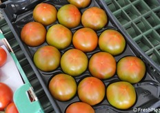 Pomodoro insalataro Africo ad un diverso stadio di maturazione