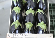 Selezione di melanzana