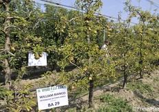 Sofferenza dovuta anche al terreno per il BA29