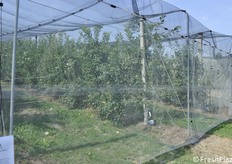 Reti anti cimice asiatica