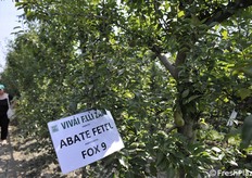 Produzione in calo ma meno di altri portinnesti