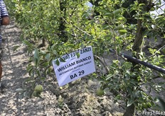 Il portinnesto BA29 ha subito le condizioni meteo anomale