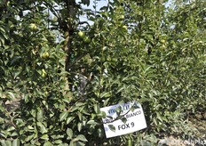 La raccolta del William è in ritardo di almeno una decina di giorni