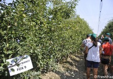 Buona la risposta del William con Fox 9