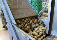 Un nastro trasportatore elevatore porta le patate nella pesatrice elettronica.