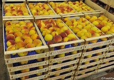 Pesche italiane tardive di qualità