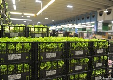 Lattuga prodotta in provincia di Verona