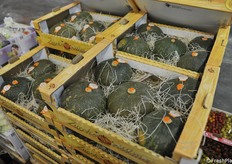 Zuccherissima, il brand della ditta Fornari