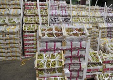 La suggestiva esposizione di uva da tavola presso la ditta Daniele